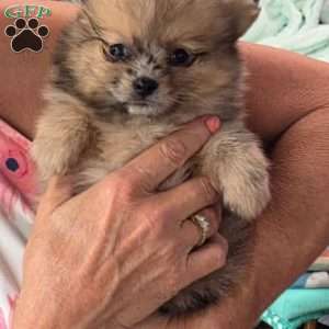 Little Baby Blue, Pomeranian Puppy